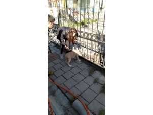 Kafası Demir Korkuluklara Sıkışan Yavru Köpeği İtfaiye Kurtardı