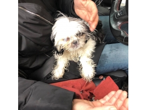 Hasta Köpeği 14 Saat Arabada Tutan Veterinere Hayvanseverlerden Tepki