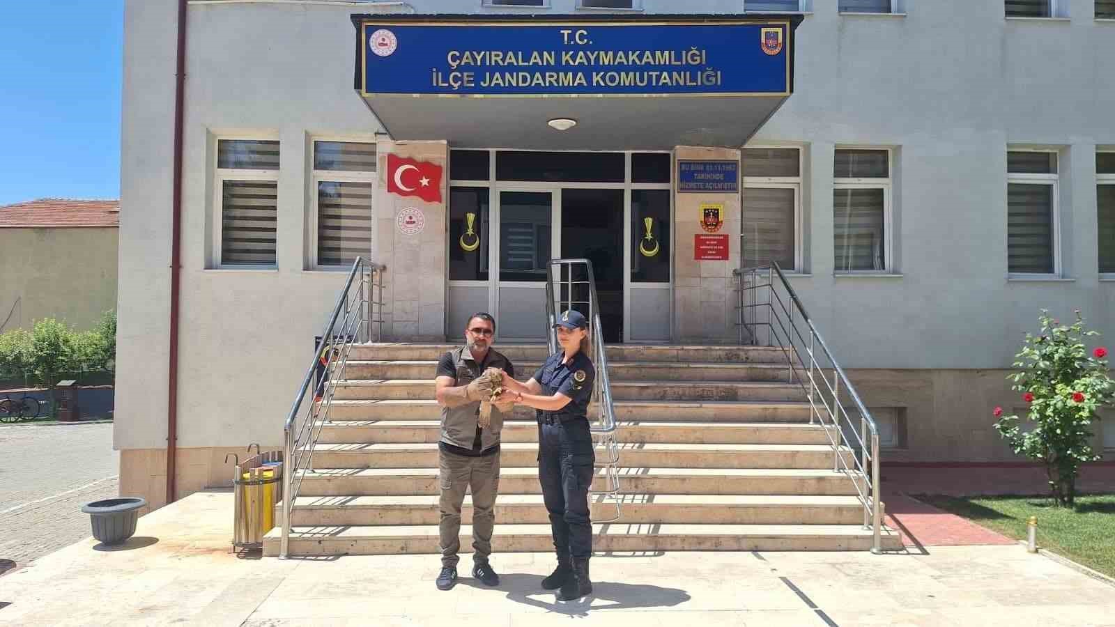 yozgat-ta-yarali-sahin-tedavi-altina-alindi