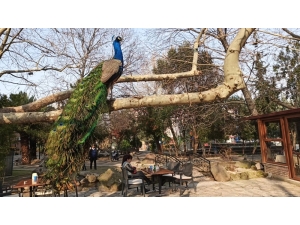 Mahalleyi Tavus Kuşları Sardı