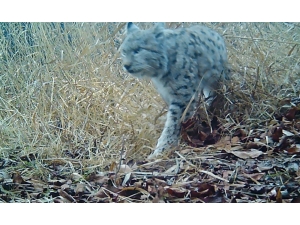 Erzincan’da Yaban Hayatı Fotokapanla Görüntülendi