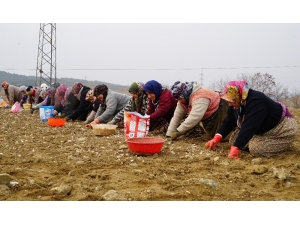 Özel) Geçtiğimiz Yıl Dolu Ve Selin Vurduğu Taşköprü Sarımsağında Yüksek Rekolte Beklentisi