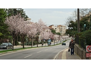 Çiçek Açan Erik Ve Bademler Bursa’ya Baharı Getirdi