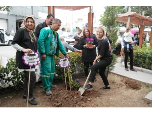 Tarsus Mor Begonvil Kenti Oluyor