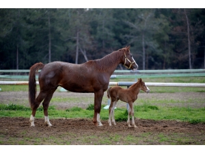 Buü’de Yeni Tay Sevinci