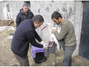 Yaralı Leylek Tedavi Altına Alındı