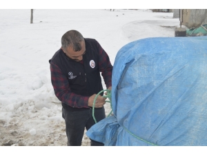 Fareler Çiftçileri Bezdirdi