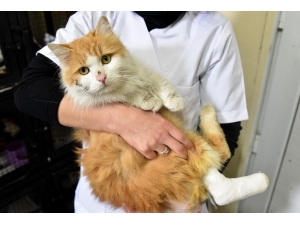 Duyarlı Eskişehir Halkı Engelli 32 Kedi Ve Köpeği Sahiplendi