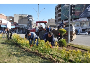Cizre’de Yeşillendirme Çalışmaları Aralıksız Devam Ediyor