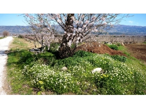 Sarıgöl’de Baharın Tüm Renkleri Canlandı