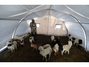 Depremde Telef Olan Hayvanların Bedelleri Ödeniyor