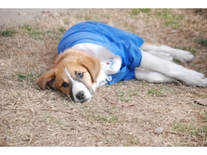 ’Fındık’ Tedavi Gördüğü Veteriner Kliniğinde Öldü