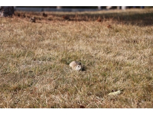 Havalar Isındı, Gelengiler Ortaya Çıktı