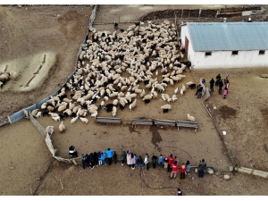 Depremzede Çocuklar, Koyun Ve Kuzuların Duygusal Buluşmasını İzledi