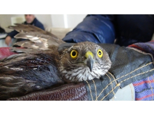 Yaralı Atmacaya Sahip Çıktılar