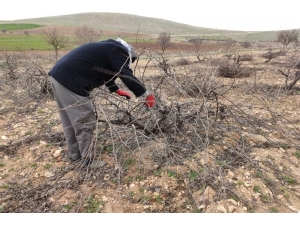 Mazıdağı’nda Bağ Budama Dönemi Başladı