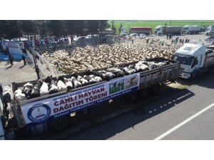 Gaziantep’te 248 Aileye Bedava 184 Büyükbaş Ve 2 Bin 567 Küçükbaş Hayvan Dağıtıldı