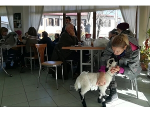 5 Günlükken Annesini Kaybeden Sevimli Kuzu İlçenin Maskotu Oldu