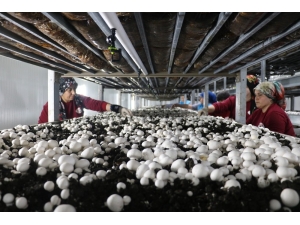 Pazarcılıktan Patronluğa Geldi, Şimdi Tüm Çalışanları Kadın