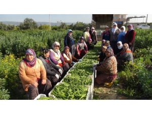 Kadınlar Günü’nü Tarlada Çalışarak Kutladılar
