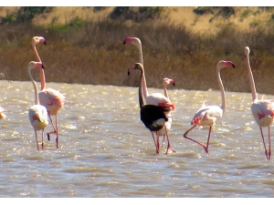 Siyah Flamingo Tekrardan Türkiye’de