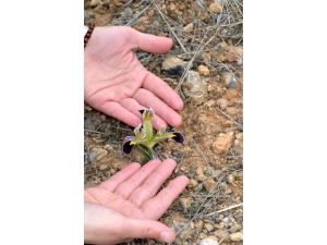 Baharın Müjdecisi Çiğdem Görüntülendi