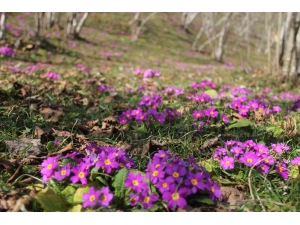 Fındık Bahçelerinde Baharın Müjdecisi Menekşeler Açmaya Başladı