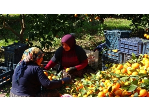 Kadınlar Günü’nü Portakal Hasadıyla Geçirdiler