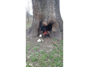 Tarihî Çınar Ağacı Alevlere Teslim Oldu