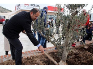 Totemin Yerini Zeytin Ağaçları Aldı
