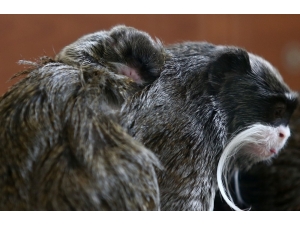 Hayvanat Bahçesinde Yavru Sevinci