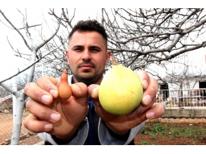 Adıyaman’da İlginç Yumurta