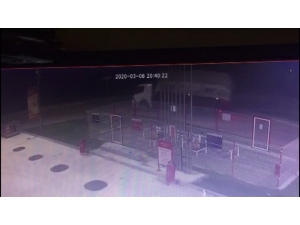 Damperi Açılan Odun Kamyonu Düz Yolda Böyle Devrildi