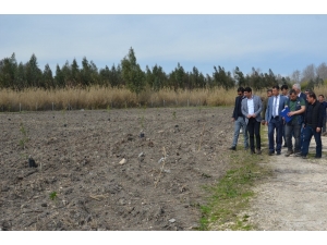 Orman Bölge Müdürlüğü, Üstün Nitelikli Kızılçam Tohum Bahçesi Kurdu