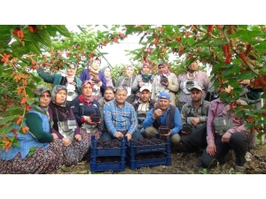 Türkiye’de Yılın İlk Karadut Hasadı Silifke’de Başladı