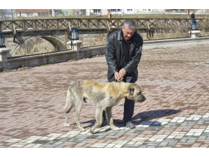 Sokak Köpeği Bakımevine Teslim Edildi