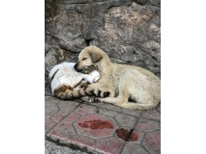 Kedi Ve Köpek Sevgisi Duygulandırdı