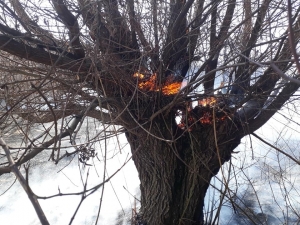 Bingöl’de Yangın, Ağaçlar Zarar Gördü