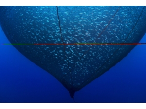 Balık Fotoğrafı Yarışmasında Kazananlar Belli Oldu