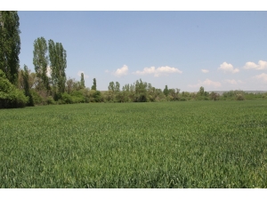 Çiftçinin Hububat Umudu Bahara Kaldı