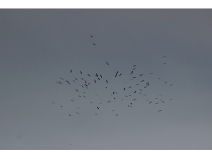 Eskişehir Semalarında Leylekler Adeta Dans Etti