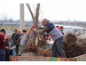 Büyükşehir’den Çiftçiye Fidan Ve Fide Desteği