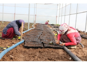 Doğu’nun Seracılık Merkezi Şanlıurfa Oluyor