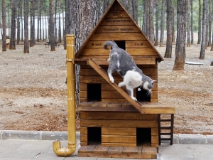 Sokak Kedileri İçin Sıcak Yuva