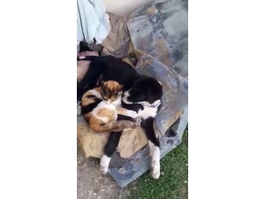 Kedi Ve Köpeğin Dostluğu Görenleri Şaşırttı