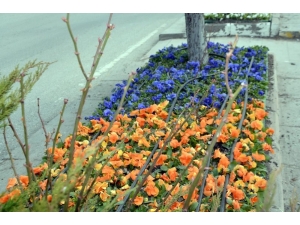 250 Bin Çiçek Toprakla Buluşuyor