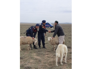 Rus Koyun Hırsızı Yakalandı