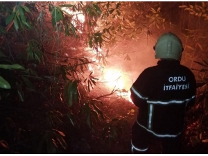 Dikkatsizlik Ormanlık Alanı Tutuşturdu