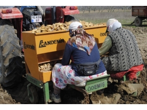 Bursa’da Patates Ekimi Başladı