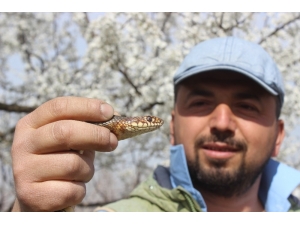 Doğaya Çıkacaklar Dikkat...yılanlar Bu Yıl Erken Uyandı